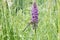 Broad-leaved marsh orchid, Dactylorhiza majalisÂ subsp.Â praetermissa, purple flower and dragonfly